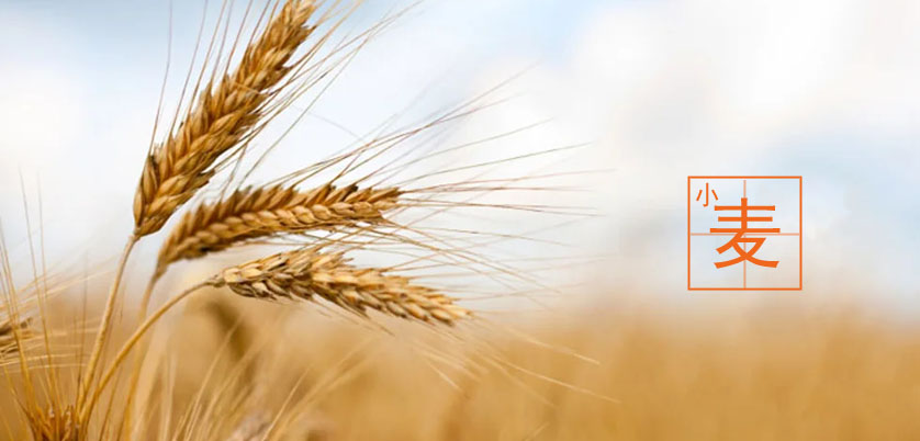 D6智能石墨消解儀處理小麥、玉米、糙米消解方案